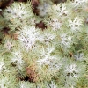 Artemisia abrotanum -- Eberraute