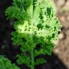 Brassica oleracea -- Gemüsekohl