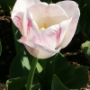 Tulipa Meissner Porzellan