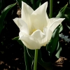 Tulipa 'White Triumphator' -- Lilienblütige Tulpe