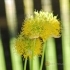 Allium hookeri -- Hookers Lauch