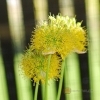 Allium hookeri -- Hookers Lauch