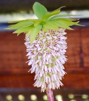 Eucomis bicolor -- Ananaslilie