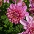 Anemonenblütige Dahlie Diamond Rose