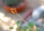 Calceolaria fothergillii -- Pantoffelblume fothergillii