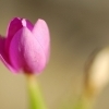 Centaurium erythraea -- Tausendgüldenkraut