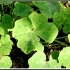 Cucurbita ficifolia -- Feigenblattkürbis