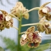 Dendrobium spec moeglicherw. atroviolaceum