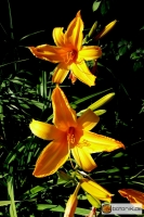 Hemerocallis Orange Bright -- Taglilie