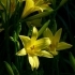 Hemerocallis lilioasphodelus -- Gelbe Taglilie