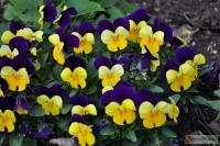 Viola cornuta -- Hornveilchen