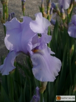 Iris Barbata elatior 'Blue Sapphire' -- Hohe Bart-Iris