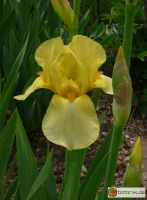 Iris Barbata elatior 'Phebus' -- Hohe Bart-Iris