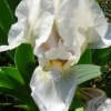 Iris albicans -- weisse Fahnen-Iris