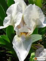 Iris albicans -- weisse Fahnen-Iris