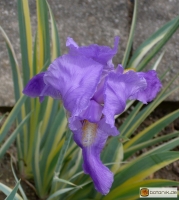 Iris pallida 'Variegata' -- Bleiche Schwertlilie 'Variegata'