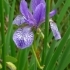 Iris setosa -- Borsten-Schwertlilie