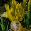 Iris variegata -- Bunte Schwertlilie