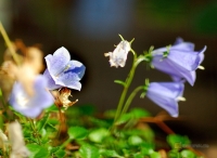 Campanula cochlearifolia -- Kleine Glockenblume