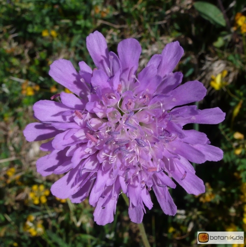 Knautia arvensis -- Wiesen-Witwenblume