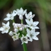 Allium tuberosum -- Schnittknoblauch 