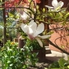 Magnolia x soulangeana --  Tulpen-Magnolie 