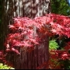 Acer palmatum -- Fächer-Ahorn