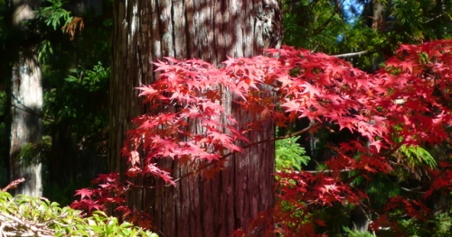 Acer palmatum -- Fächer-Ahorn