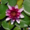 Nymphaea Attraction --