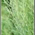 Brassica rapa ssp oleifera -- Ölrübse