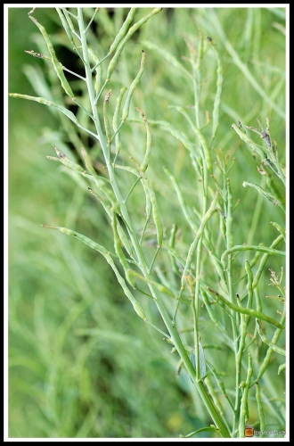 Brassica rapa ssp oleifera -- Ölrübse