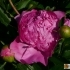 Paeonia lactiflora 'Surugu' -- Chinesische Pfingstrose