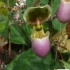 Paphiopedilum victoriae  mariae --