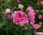 Rosa Rugosa 'Pink Grootendorst' -- Japan-Rose