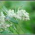 Chenopodium quinoa -- Quinoa