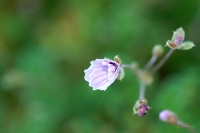 Erodium willkommianum cheilanthifolium-x-macradenum -- Reiherschnabel