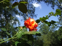 Rose: Strauch-Rose - Rosa 04.06.2008