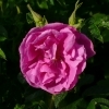 Rosa rugosa 'Appart' -- Japan-Rose