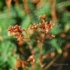 Saxifraga pubescens -- Steinbrech