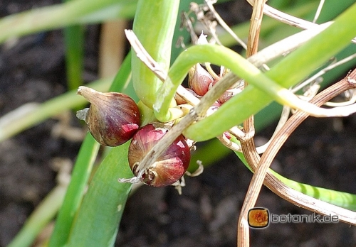 Allium scorodoprasum -- Alpen Schnittlauch