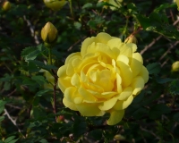 Strauchrose Persian Yellow