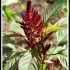Amaranthus cleraceus ssp cleraceus -- Amarant