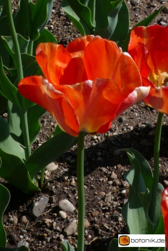 Tulipa 'American Dream' -- Tulpe 'American Dream'