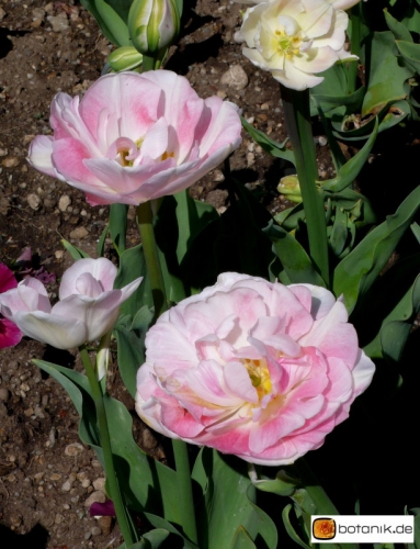 Tulipa 'Angelique' -- Tulpe 'Angelique'