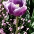 Tulipa 'Arabian Mystery' -- Tulpe 'Arabian Mystery'