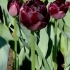 Tulipa 'Black Hero' -- Tulpe 'Black Hero'