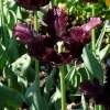 Tulipa Black Parrot