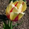 Tulipa Burning Heart