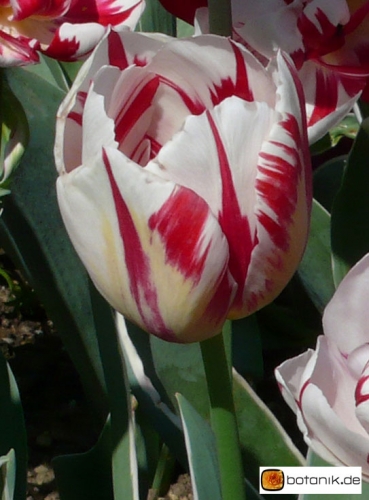 Tulipa Carnaval de Nice