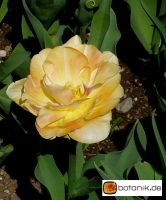 Tulipa Charming Lady